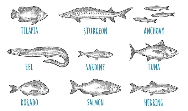 Whole Fresh Different Types Fish Tilapia Dorado Tuna Salmon Anchovy — Stock Vector