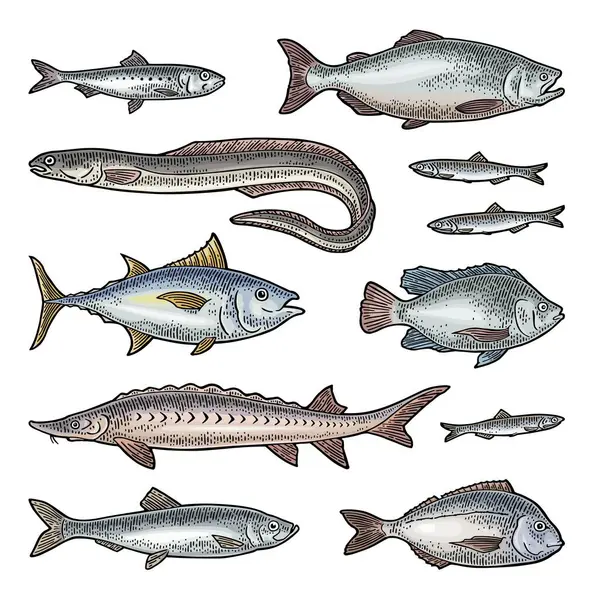Whole Fresh Different Types Fish Vector Engraving Vintage — Stock Vector