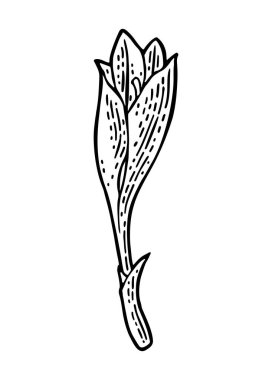 Yapraklı safran. Siyah oyma vintage vektör çizimi beyaz arkaplanda izole edildi.