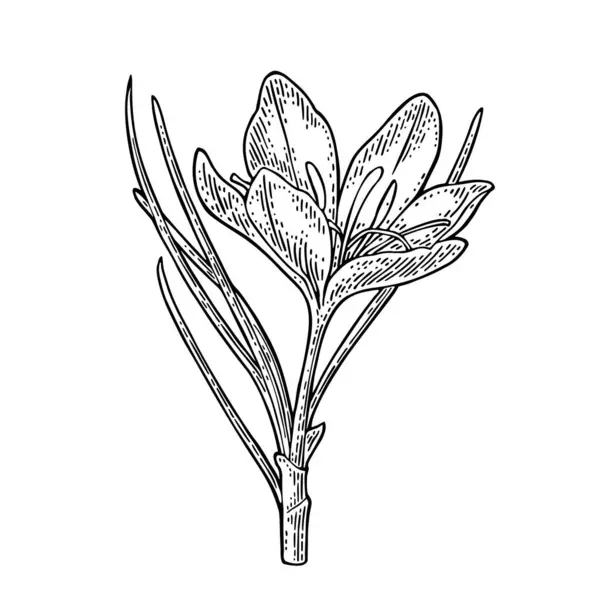Plant Saffron Flower Black Engraving Vintage Vector Illustration Isolated White — Stock Vector