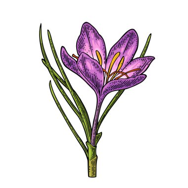 Çiçekli safran ekin. Beyaz arkaplana oyma renk vintage vektör çizimi izole.