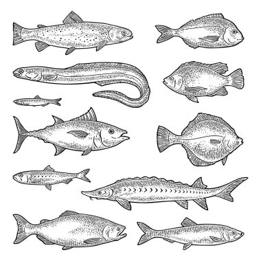 Taze, farklı balık türleri. Tilapia, alabalık, dil balığı, dorado, ton balığı, somon, ançüez, yılan balığı, sardalya, mersin balığı, ringa balığı. Beyaz üzerine izole edilmiş vektör rengi oyma vintage illüstrasyon. El çizimi tasarım