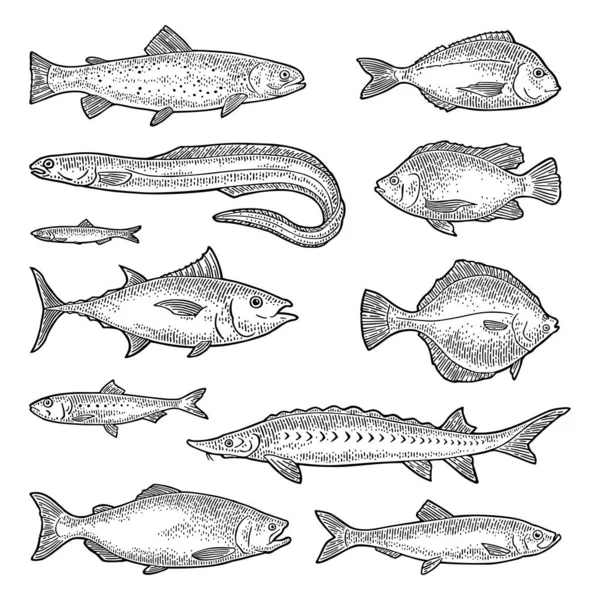 Taze, farklı balık türleri. Tilapia, alabalık, dil balığı, dorado, ton balığı, somon, ançüez, yılan balığı, sardalya, mersin balığı, ringa balığı. Beyaz üzerine izole edilmiş vektör rengi oyma vintage illüstrasyon. El çizimi tasarım