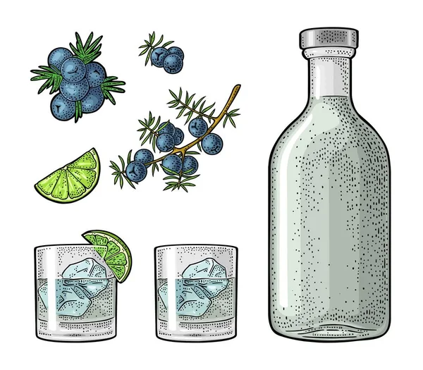 Glass Bottle Gin Slice Lime Branch Juniper Berries Vintage Vector — Stock Vector