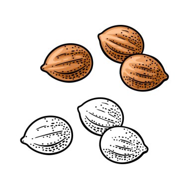 Kişniş baharatlı kurutulmuş tohum. Beyaz arka planda izole edilmiş. Vector renk vintage oyma illüstrasyonu. Etiket ve poster için el çizimi tasarım ögesi