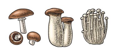 Champignon, enoki, eryngi. Beyaz üzerine izole edilmiş klasik renk vektör oymacılığı. El çizimi tasarım.