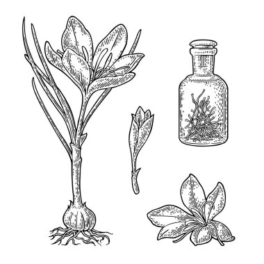 Yapraklı çiçek. Siyah oyma vintage vektör çizimi beyaz arkaplanda izole edildi.