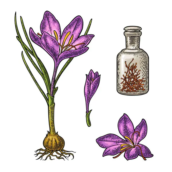 Bottle Saffron Dry Threads Plant Flower Corms Engraving Black Vintage — Stock Vector