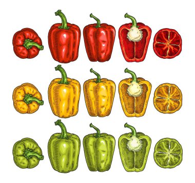 Tam ve yarı kırmızı, yeşil, sarı dolmalık biber. Vintage oyma vektör renk çizimi. Beyaz arka planda izole edilmiş. El çizimi tasarım