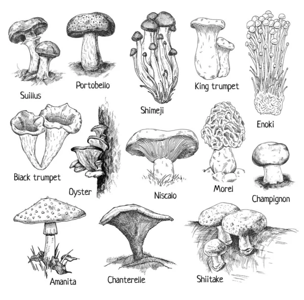 Escreva Cogumelos Diferentes Trombeta Preta Champignon Amanita Morel Niscalo Ostra —  Vetores de Stock