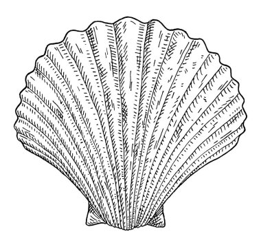 Kabuk deniz tarağı beyaz arkaplanda izole edildi. Klasik vektör oymacılığı, tek renkli siyah çizim. Grafik biçiminde el çizimi tasarımı.