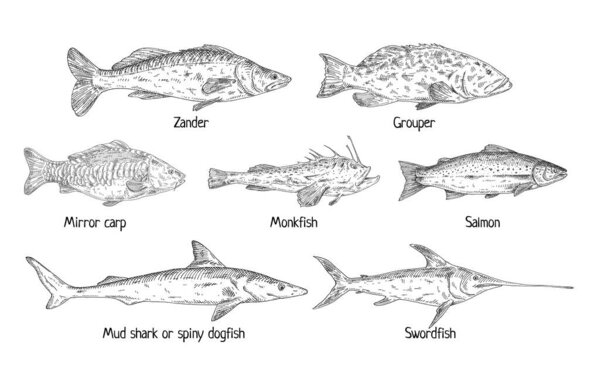 Type different fish isolated on white. Salmon, grouper, mirror carp, monkfish, zander, swordfish, shark dogfish. Vintage hatching vector monochrome black illustration in graphic ink style