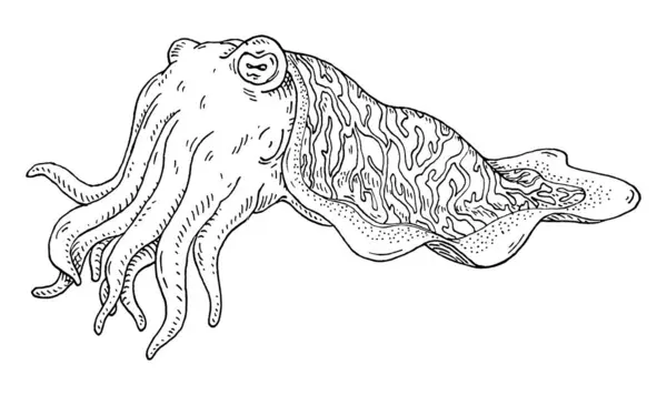 Cuttlefish Isolado Sobre Fundo Branco Vintage Vetor Eclosão Monocromático Ilustração — Vetor de Stock
