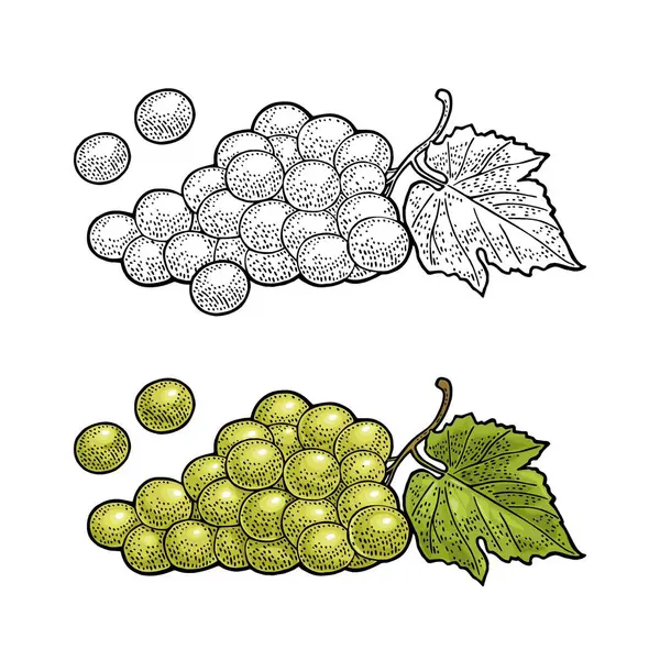Bunch Green Table Grapes Vintage Color Monochrome Engraving Vector Illustration — Stock Vector