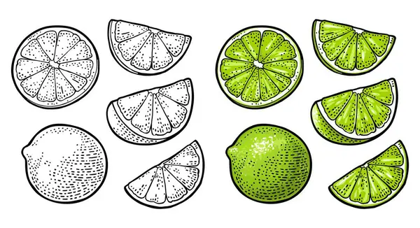 Limón Entero Rebanada Ilustración Grabado Vectores Color Vintage Para Web Gráficos Vectoriales