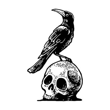 İnsan kafatasının üzerinde oturan karga. Eski model vektör siyahı çizimi. El çizimi tasarım ögesi beyaz arkaplanda izole edildi