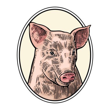 Beyaz arka plan üzerinde izole domuz kafası. Vektör renk vintage illüstrasyon menü, web ve etiket için oyma. Elle çizilmiş bir grafik stili.