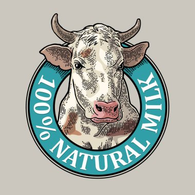 İnekler. 100 Doğal Süt harfi. Etiket için klasik vektör oyma çizimi. Grafik biçiminde çizilmiş el.