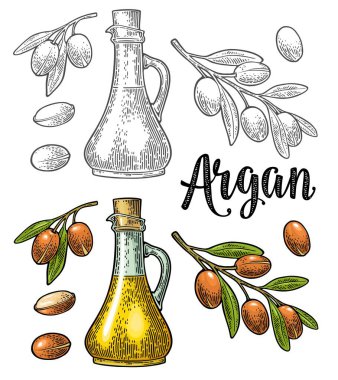 Argan dalları, yapraklar, fındıklar, yağlı bir şişe. Beyaz arkaplanda izole edilmiş vektör renk vintage oymacılığı