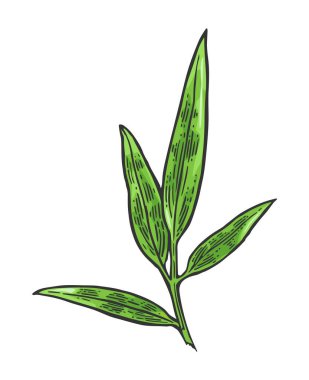 Yapraklı bambu dalı. El çizimi tasarım elemanı. Klasik renk vektör oyma çizimi. Beyaz arkaplanda izole.