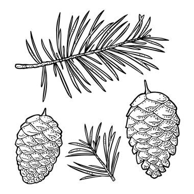 Çam kozalağı ve köknar ağacı dalı. Beyaz arka planda izole edilmiş. Vektör vintage siyah oyma illüstrasyonu.