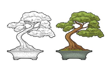 Bonsai ağacı saksıda. Poster, etiket ve internet için klasik renk vektör oymacılığı. Beyazda izole edilmiş. El çizimi tasarım ögesi