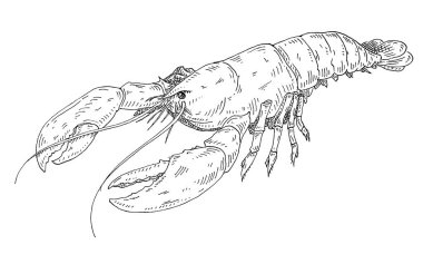 Istakoz. Klasik kuluçkaya yatma vektörü tek renkli siyah çizim. Beyaz arka planda izole edilmiş. Grafik biçiminde el çizimi tasarımı.