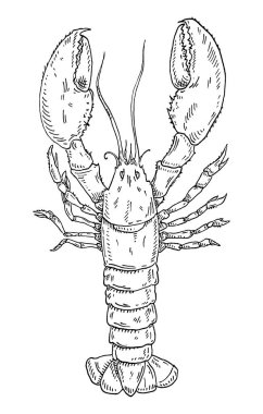 Istakoz. Klasik yumurtadan çıkma vektörü monokrom siyah oyma. Beyaz arka planda izole edilmiş. Grafik biçiminde el çizimi tasarımı.