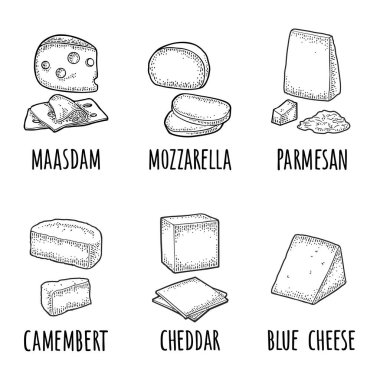 Bir parça maasdam, mozzarella, çedar, parmesan, camembert, mavi peynir. Beyaz arkaplanda izole edilmiş vektör siyah vintage oymacılığı.