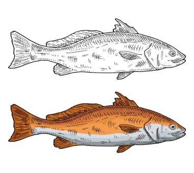 Beyaz arka planda tamamen taze balık kırmızısı davul. Klasik oyma renk çizimi. Grafik biçiminde el çizimi tasarımı.