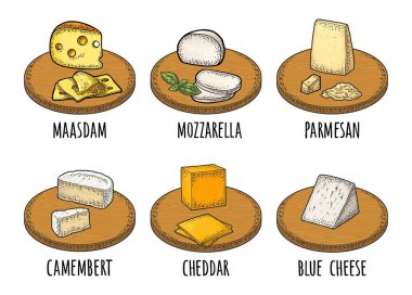 Masdam, mozzarella, çedar, parmesan, camembert, ahşap panoda mavi peynir parçaları. Beyaz arkaplanda izole edilmiş vektör renk vintage oymacılığı.