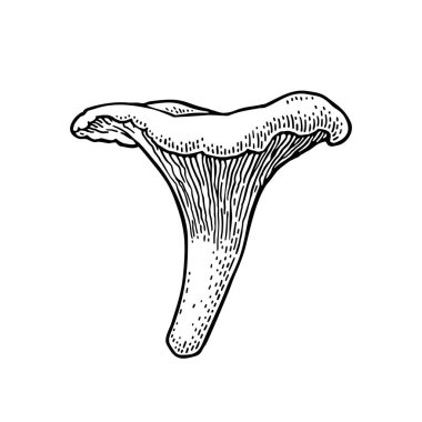 Mantar mantarı. Klasik monokrom siyah vektör oymacılığı beyaza izole edilmiş. El çizimi tasarım ögesi