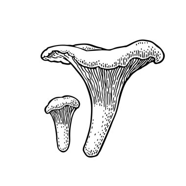 Mantar mantarı. Klasik monokrom siyah vektör oymacılığı beyaza izole edilmiş. El çizimi tasarım ögesi