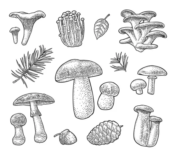 Mantar koy. Chanterelle, boletus, istiridye, amanita, eryngi, şampiyon. Vector vintage oymalı resimleme. Beyazda izole edilmiş