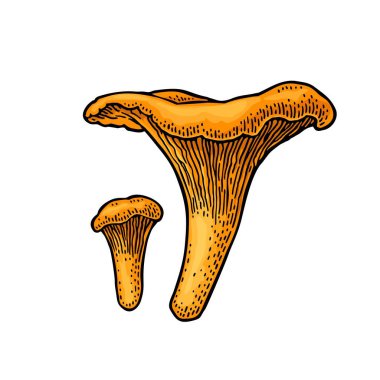 Mantar mantarı. Beyaz üzerine izole edilmiş klasik renk vektör oymacılığı. El çizimi tasarım ögesi