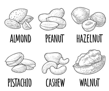Tam ve yarım fındık tohumu. Beyaz üzerine izole edilmiş klasik siyah vektör oymacılığı. El yazısı, fındık, fıstık, badem, fıstık, fıstık, ceviz.