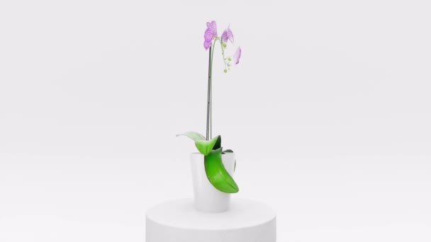 Orchidée Dans Pot Bleu Sur Fond Blanc Fleur Tourne Lentement — Video