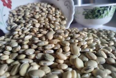 Lima fasulyesi tohumu ya da Labaratuar purpureusu ya da Hyacinth fasulyesi. Lab purpureus ya da sümbül çekirdeğinin taze tohumları. Krallık- Plantae. Aile - Fabaceae.