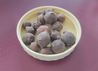 Beleric Myrobalan, Ink Not, Bahara, Beleric 'in kurumuş meyveleri. (Terminalia bellirica (Gaertn) Roxb.) Mülk ilacı ve triphala içeriği var.