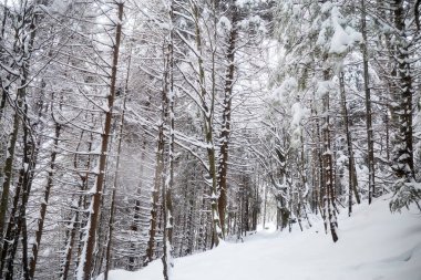 Ormanda yol boyunca dalları olan patika karla kaplıydı. Karpat Dağları, Ukrayna 'da kış turistik gezileri