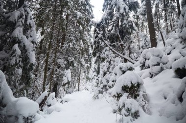 Ormanda yol boyunca dalları olan patika karla kaplıydı. Karpat Dağları, Ukrayna 'da kış turistik gezileri