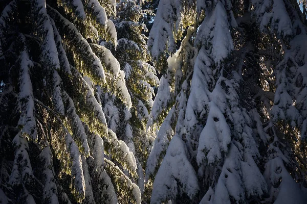Śnieg Pokryty Jodłami Brunche Lesie Suuny Dzień Zimowe Szlaki Turystyczne — Zdjęcie stockowe