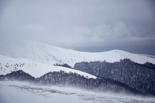 Bad weather in mountains. Storm wind and dark clouds above snow covered mountain range. Winter touristic trails in Carpathian mountains. Borzhava, Ukraine