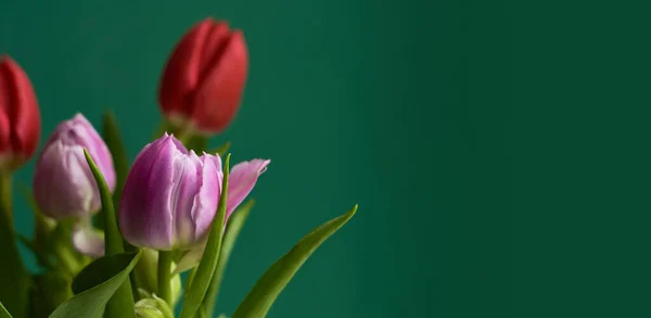 Rózsaszín Piros Tulipán Sötétzöld Háttérrel Másold Helyet Üdvözlőlap Valentin Nap — Stock Fotó