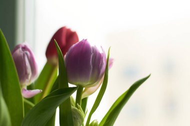 Koyu yeşil arka planda pembe ve kırmızı laleler. Uzayı kopyala Tebrik kartı. Sevgililer Günü