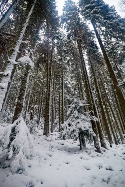 Ormanda yol boyunca dalları olan patika karla kaplıydı. Karpat Dağları, Ukrayna 'da kış turistik gezileri