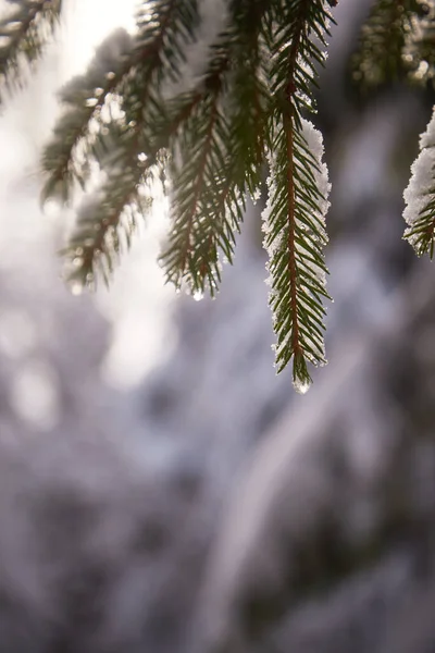 Schneebedeckte Tannen Wald Suuny Tag Wintertouristische Wanderwege Den Karpaten Ukraine — Stockfoto