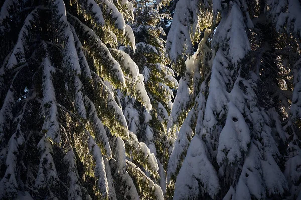 Śnieg Pokryty Jodłami Brunche Lesie Suuny Dzień Zimowe Szlaki Turystyczne — Zdjęcie stockowe