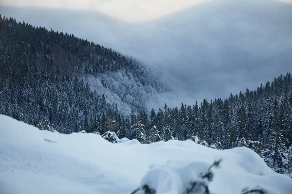 Sea Fog Winter Mountains Sunny Day Snow Covered Carpathian Mountains — Zdjęcie stockowe
