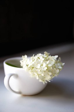 Minik beyaz ortanca bitkisi olan küçük bir fincan.